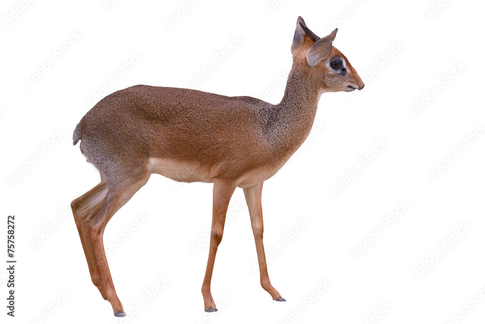 Fototapeta premium Deer