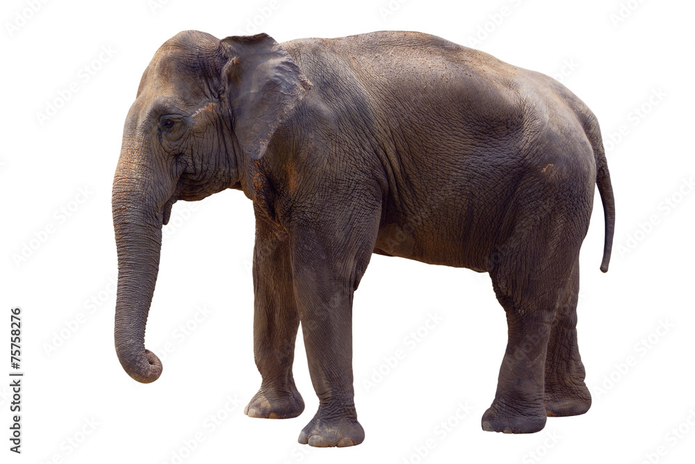 Indian elephant