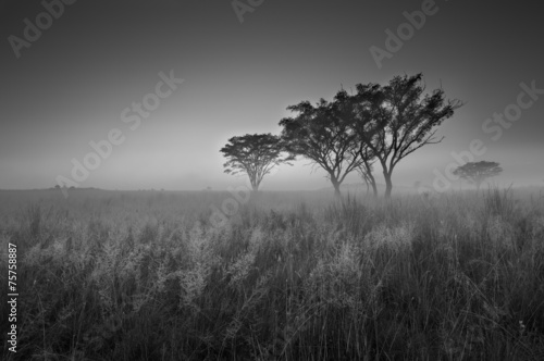 Cold cloudless morning sunrise with trees, grass and fog in arti