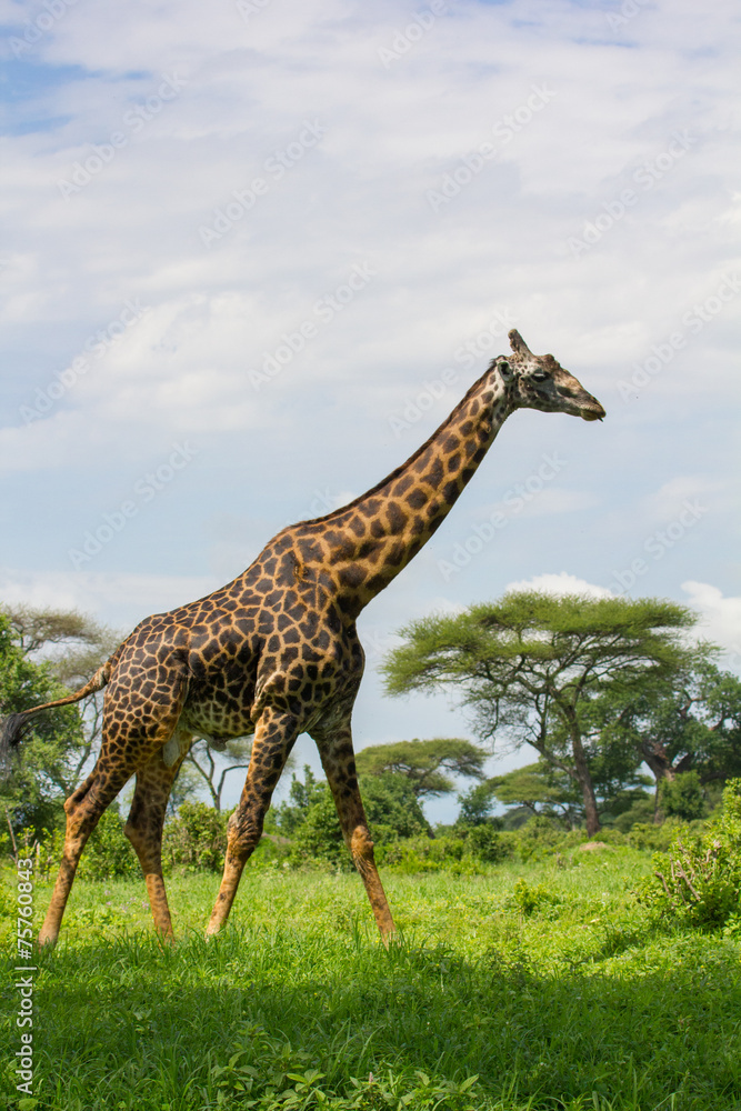 Fototapeta premium Mâle girafe