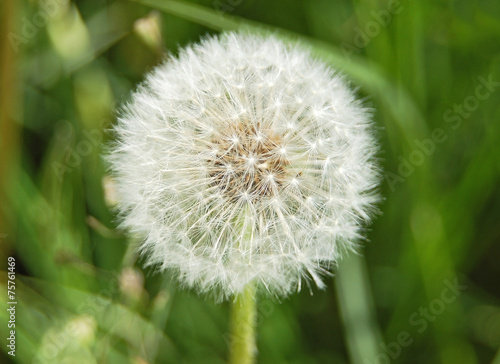 Close-up of dandelion seed on green background