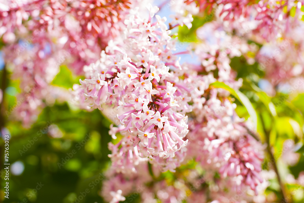 Fototapeta premium lilac bush
