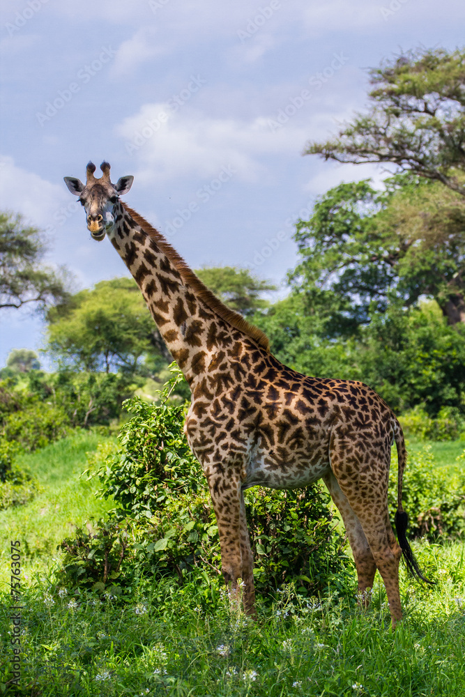 Obraz premium Belle girafe tanzanie