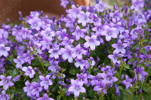 Spring background of blue campanula flowers photo