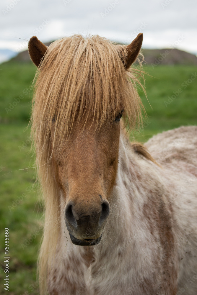 Fototapeta premium Icelandic Horse