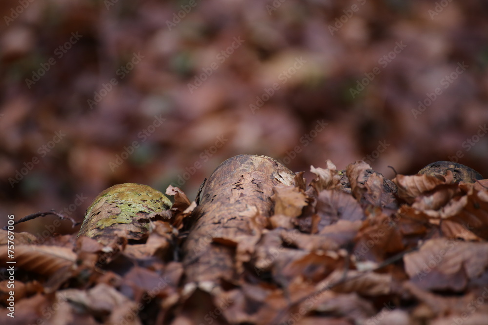 Leaves and wood in a beech forest Leaves and wood in a beech forest