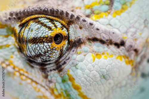 veiled chameleon is staring at the camera