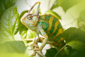 Handdoek met foto Kameleon Jemenkameleon met groene huidtinten  © pirotehnik