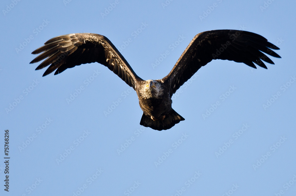 Fototapeta premium Bald Eagle Flying Directly At You