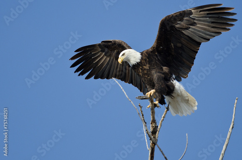 Bald Eagle Hunting From The Tree Top