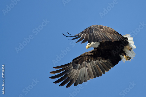 Bald Eagle Hunting On The Wing © rck
