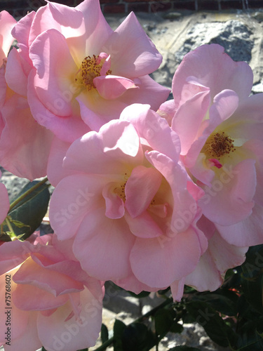 Pink roses with yellow centers