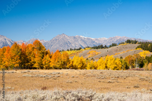 Aspens Aglow in Grand Tetons