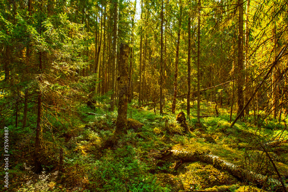 Fototapeta premium Wild forest