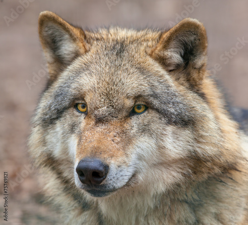 Close up of a Dangerous Grey Wolf