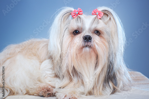 Shih-tzu dog