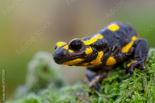 Head of a Fire salamander in its natural habitat