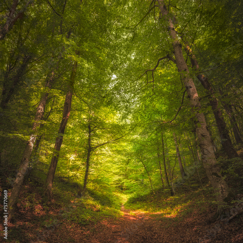 Fototapeta Naklejka Na Ścianę i Meble -  Beautiful forest along the pathway during sunny day