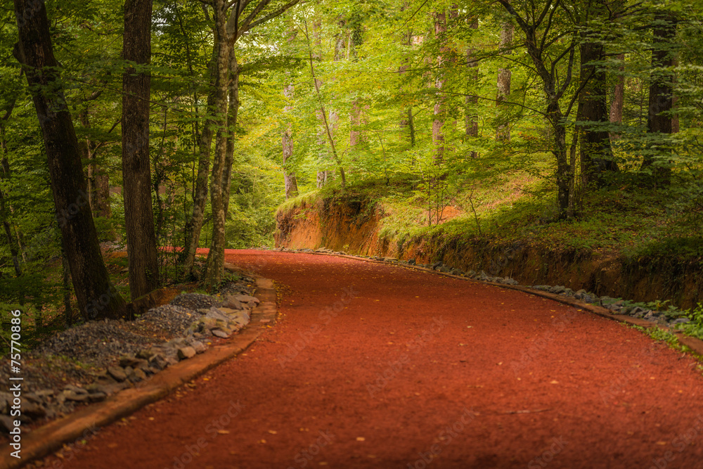 Obraz premium Beautiful forest along the pathway during sunny day