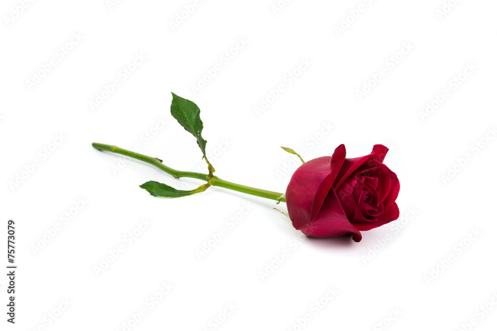 Fototapeta premium Red rose on white background