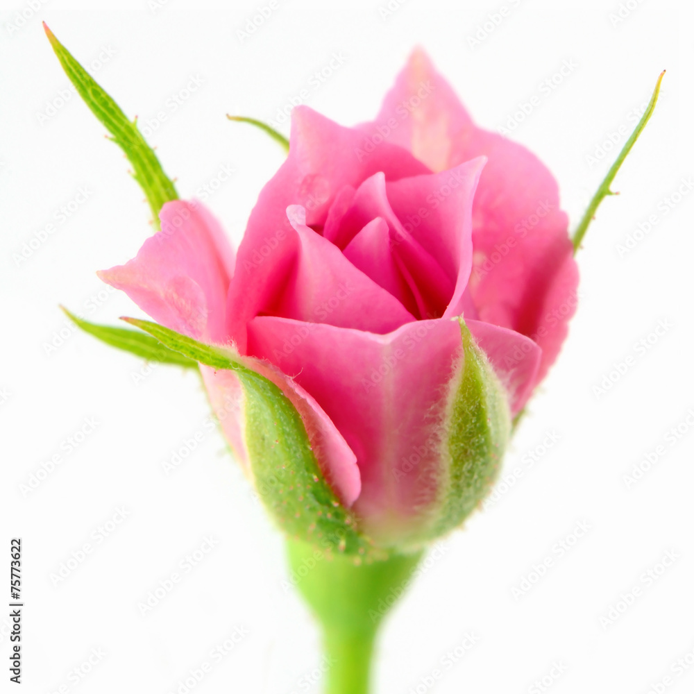 Pink rose on white background. Pink rose on white background.