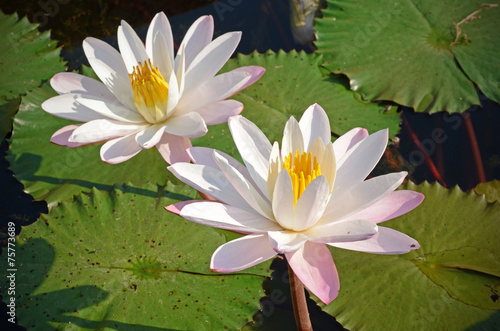 Couple of Water Lily  Nymphaea lotus L  in the Morning Light with Natural Background.