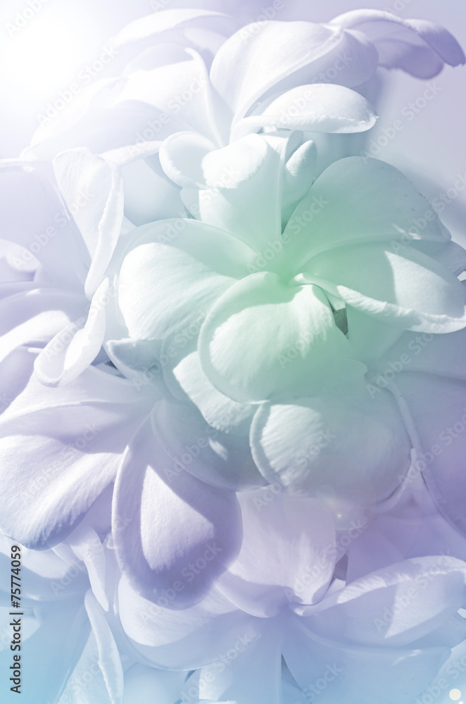 Closed-up of Plumeria spp. (frangipani flowers, Frangipani, Pagoda tree or Temple tree) with Soft Focus Color Filtered as Background. Closed-up of Plumeria spp. (frangipani flowers, Frangipani, Pagoda tree or Temple tree) with Soft Focus Color Filtered as Background.