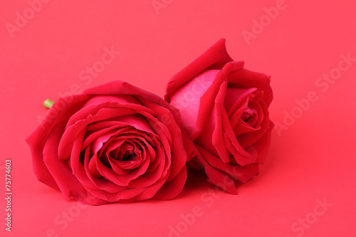 red rose on red background