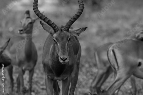 Groupe d'impalas noir et blanc