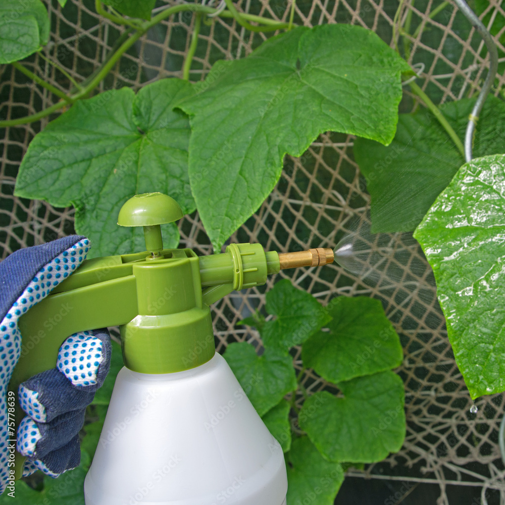 Schädlingsbekämpfung StockFoto Adobe Stock