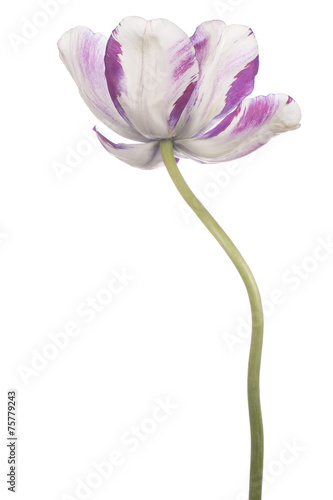 Fototapeta Naklejka Na Ścianę i Meble -  tulip