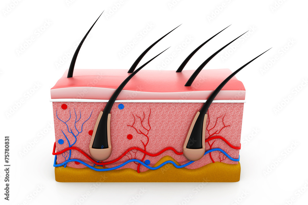 human skin anatomy cross section Stock Illustration | Adobe Stock