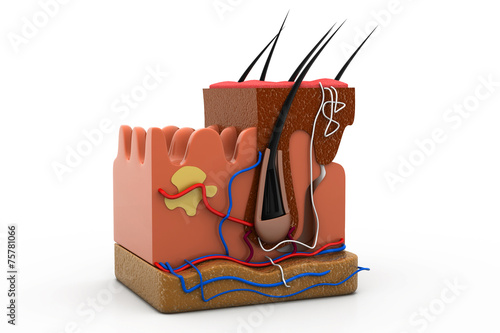 Foto human skin anatomy cross section