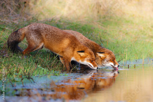 Drinking foxes
