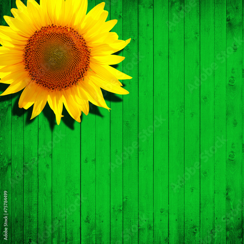 flower sunflower and green wood background