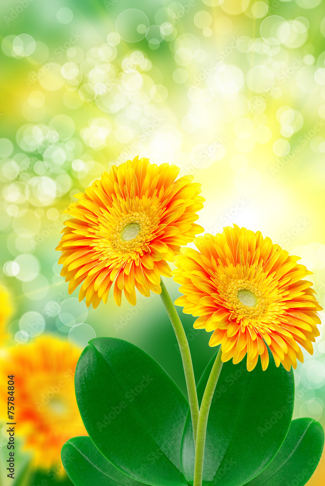 Obraz premium gerber flower