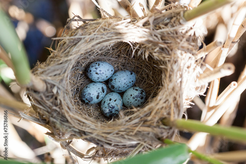 Nest. Great Reed Warbler (Acrocephalus arundinaceus). photo