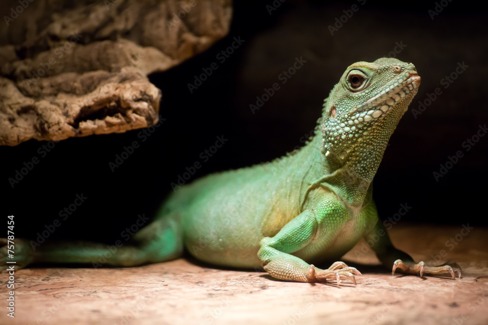 Fototapeta premium lizard