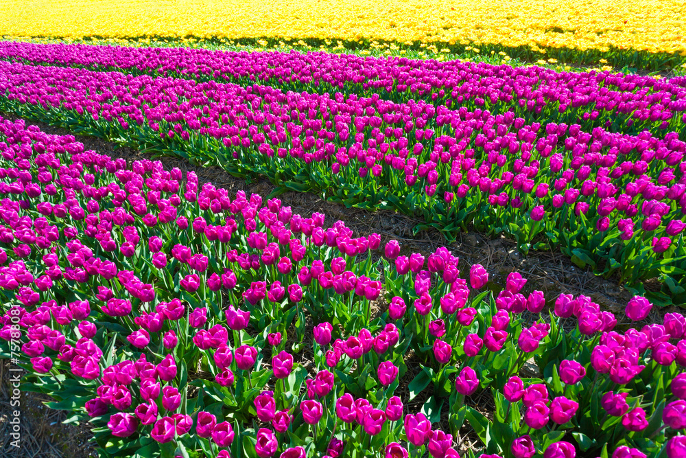 Beautiful field view of yellow and purple tulips