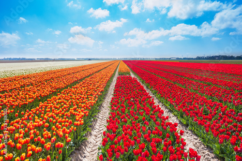 Beautiful rows of red and orange tulip field