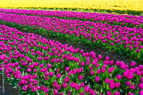Fototapeta Naklejka Na Ścianę i Meble -  Beautiful field view of yellow and purple tulips