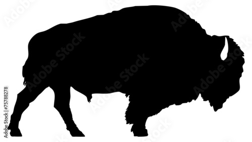 American bison silhouette isolated on white background. photo