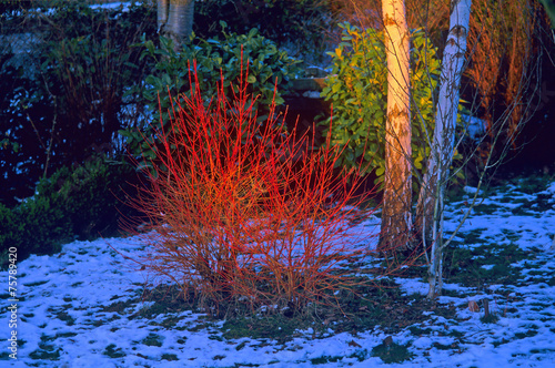 Cornouiller sanguin 'Winter Flame' en Hiver photo