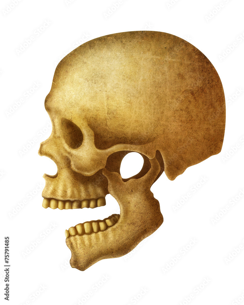 Obraz premium illustration of Human Skull.