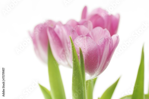 Tulpen Freisteller Rosa