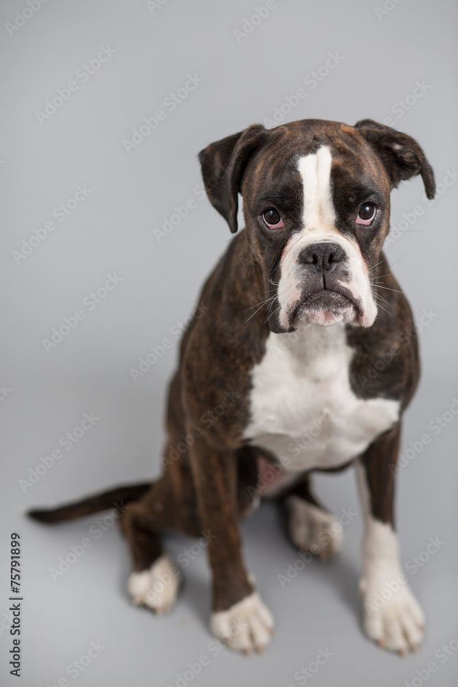 Obraz premium Boxer dog in a studio