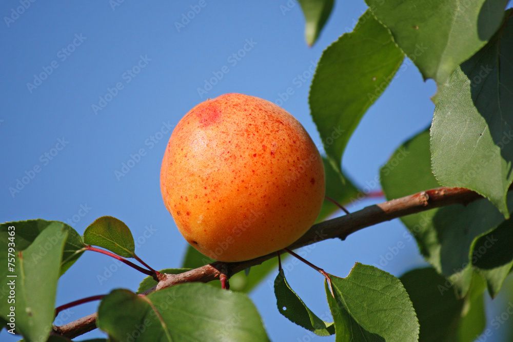 Apricot in garden