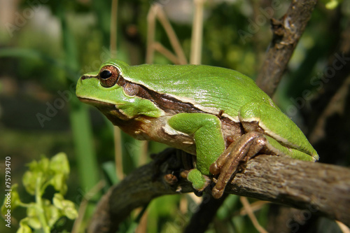 green frog Hyla arborea