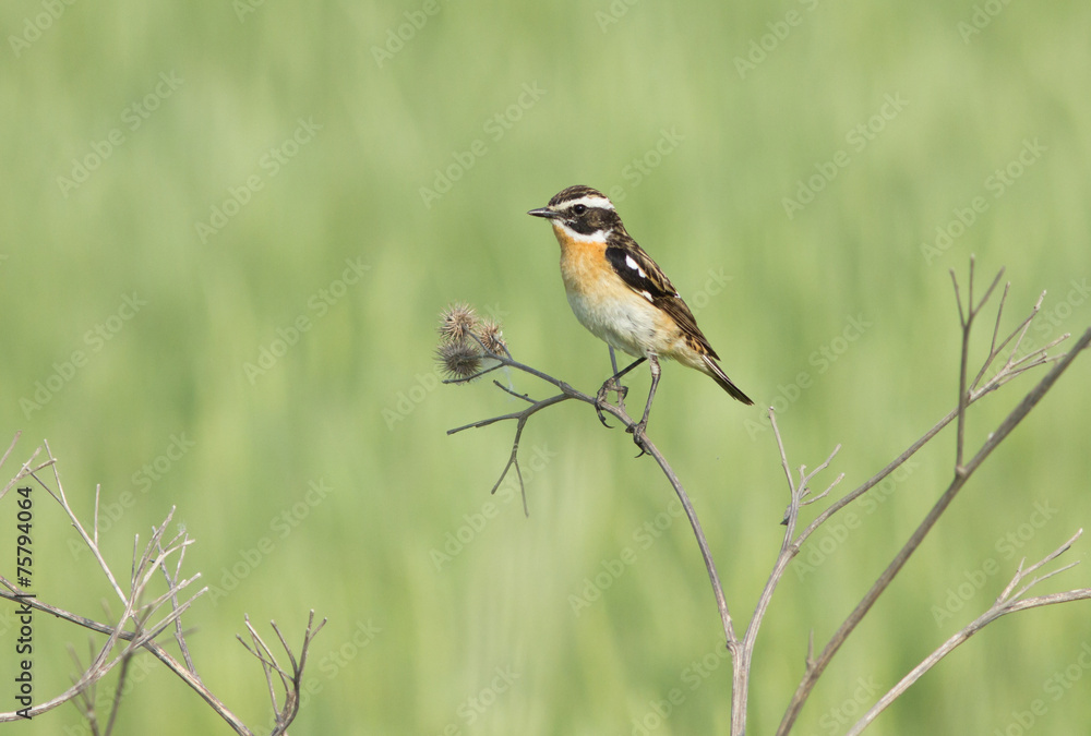 Fototapeta premium Whinchat on branch of burdock 