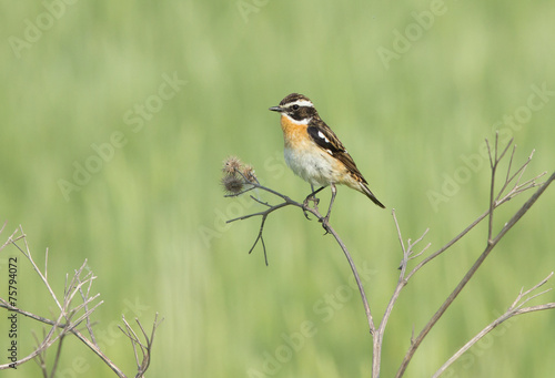 Whinchat on branch of burdock 